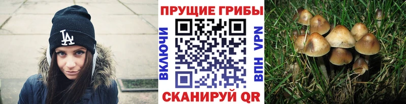 Псилоцибиновые грибы Psilocybe  Купить  Зуевка 